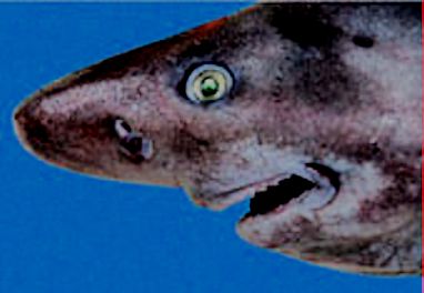 Echinorhinus brucus_03.jpg